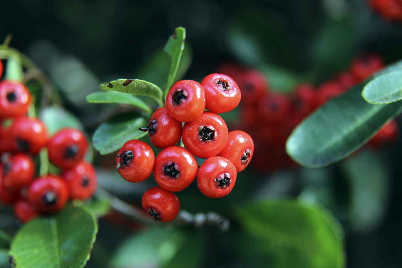例如意大利 例如意大利